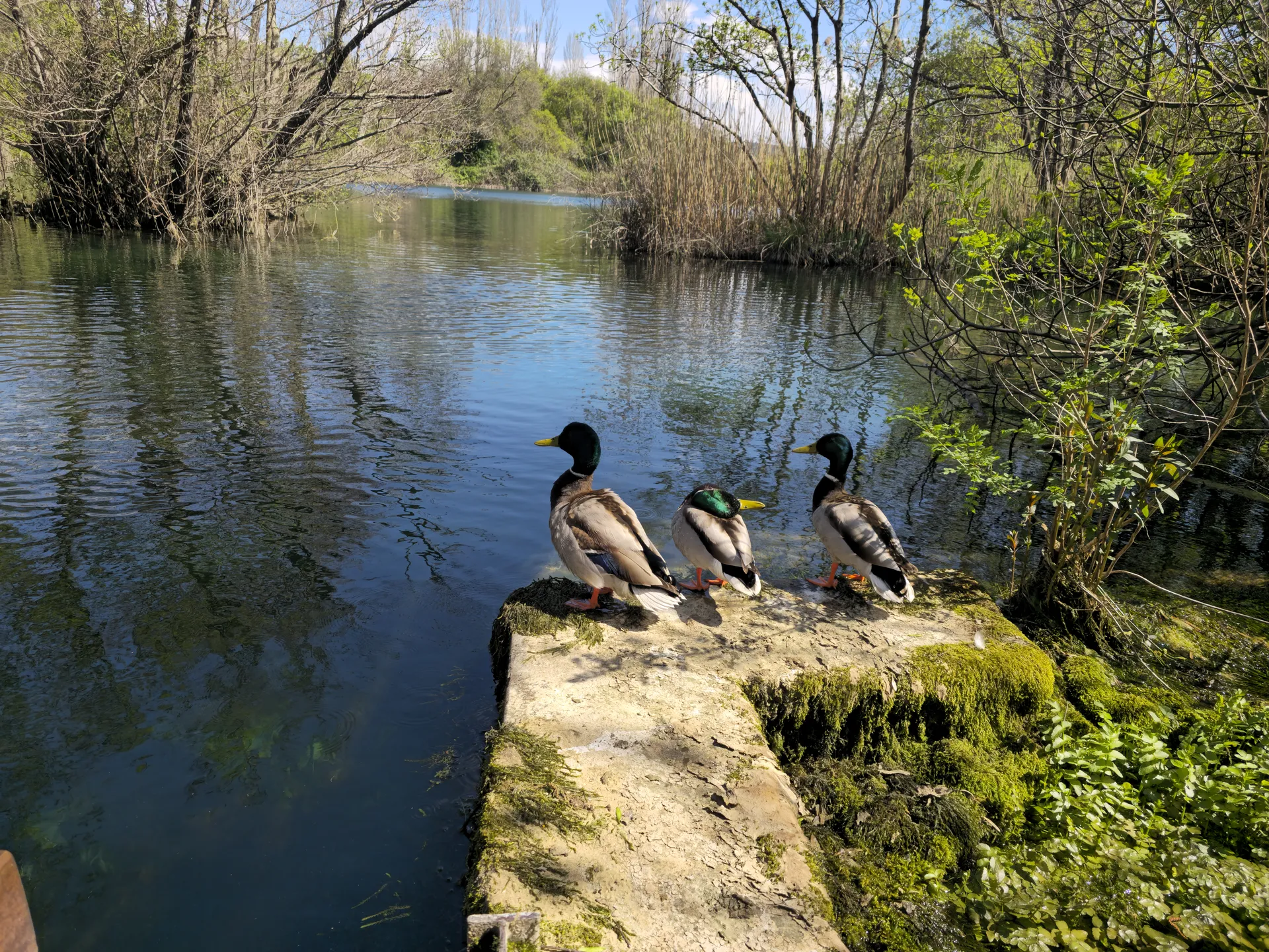 Wildlife by the water on a Krka National Park day trip from Zadar